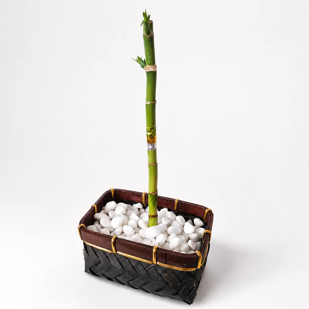 Bambu 5